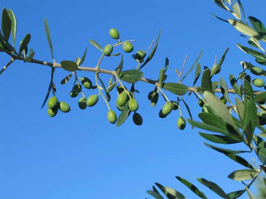 Die Oliven im August