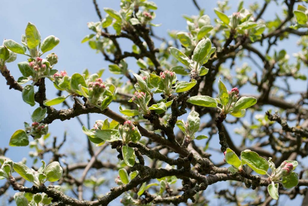 Klarapfel