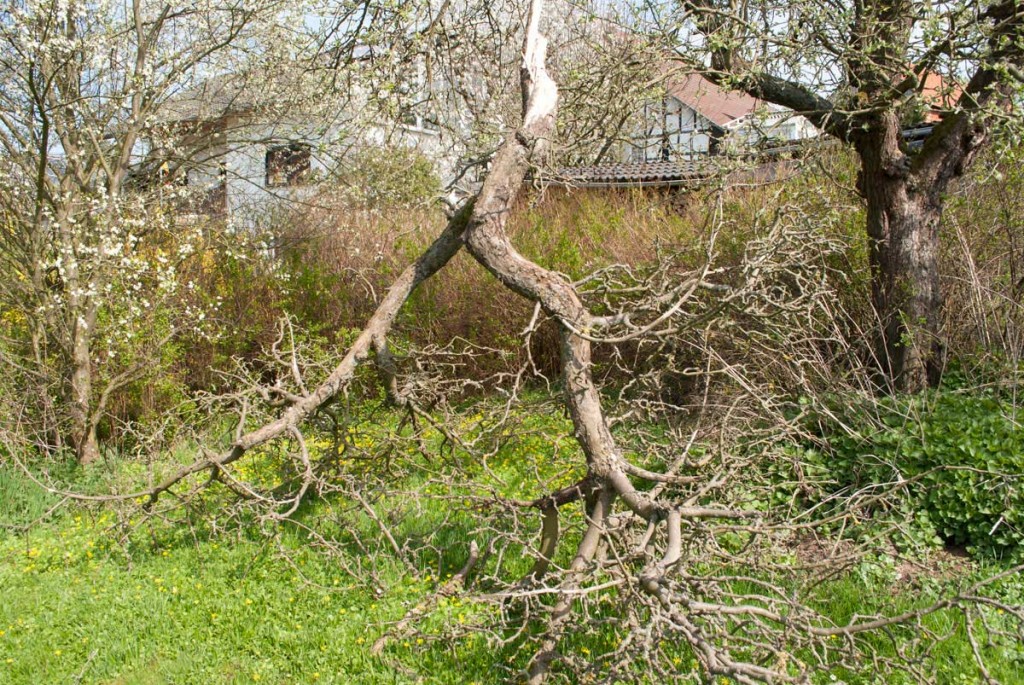 Klarapfelast